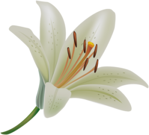 a lovely white easter lily